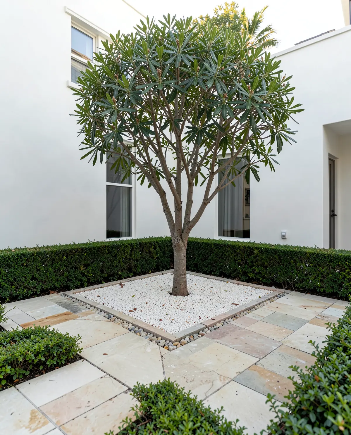 A courtyard garden: one multi-trunk tree in pale gravel framed by clipped hedges and limestone pavers (illustrative, generated).